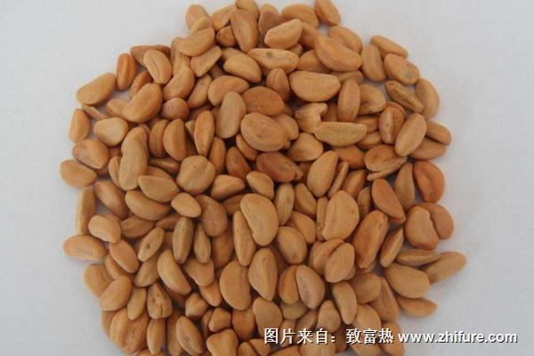 山楂種子能種嗎