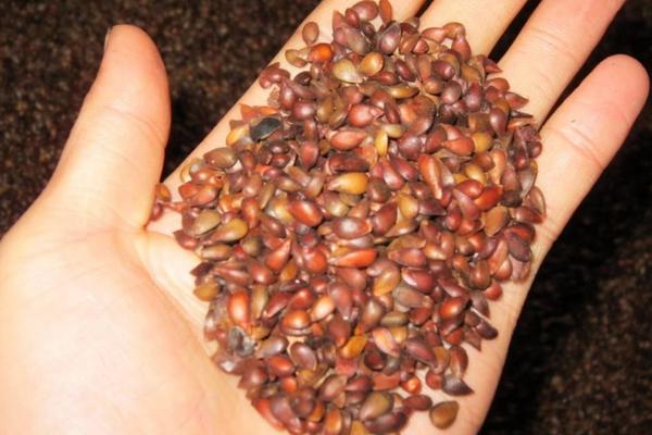 山楂種子能種嗎