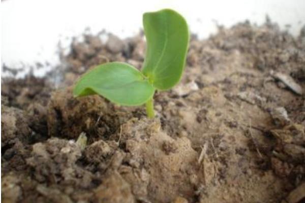 山楂種子能種嗎