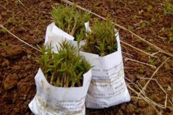 山楂種子能種嗎