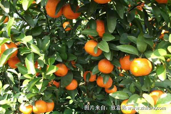 沙糖桔種植技術與管理方法