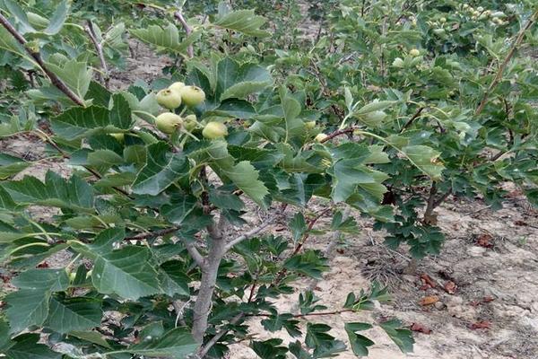 山楂種子能種嗎