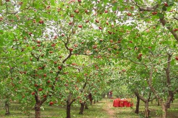 山楂種子能種嗎