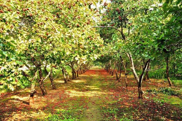 山楂種子能種嗎