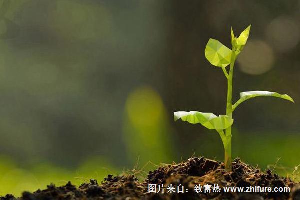 山楂種子怎么發芽