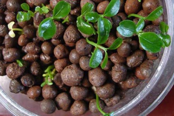 山楂種子怎么發芽