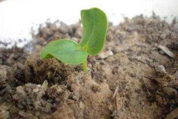 山楂種子怎么發芽