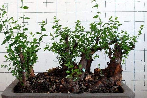 山楂種子怎么發芽