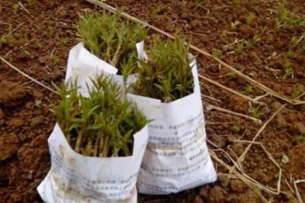 山楂種子怎么發芽