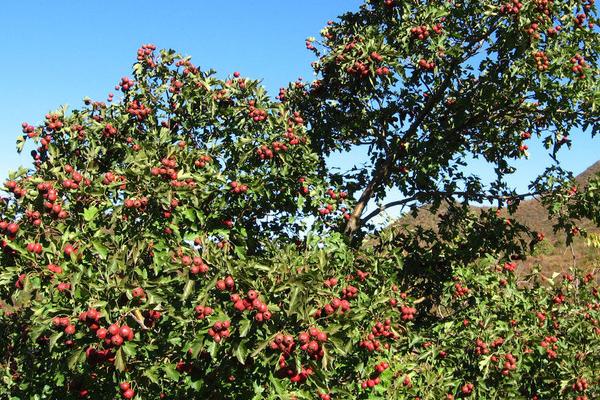 山楂種子怎么發芽