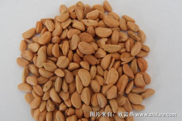 山楂籽的功效與作用