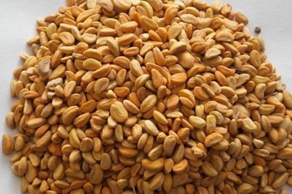 山楂籽的功效與作用