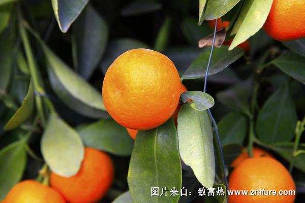 剛種的沙糖桔怎樣管理