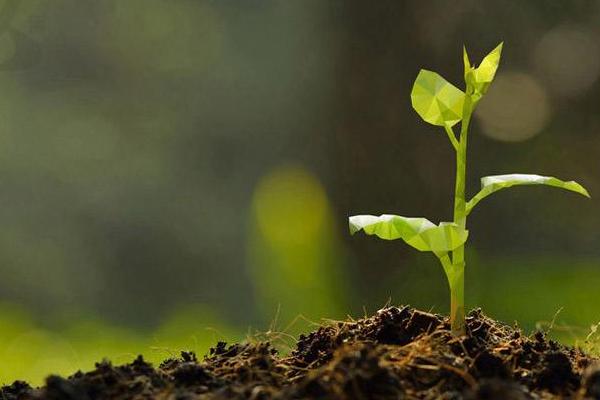 山楂籽的功效與作用