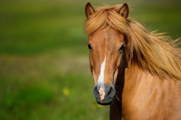 2018養馬賺錢嗎?養馬的利潤與投資成本及前景預測