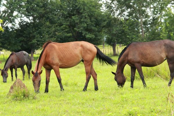 2018養馬賺錢嗎?養馬的利潤與投資成本及前景預測