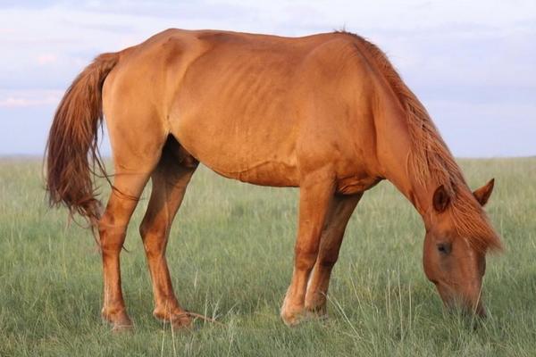 2018養馬賺錢嗎?養馬的利潤與投資成本及前景預測