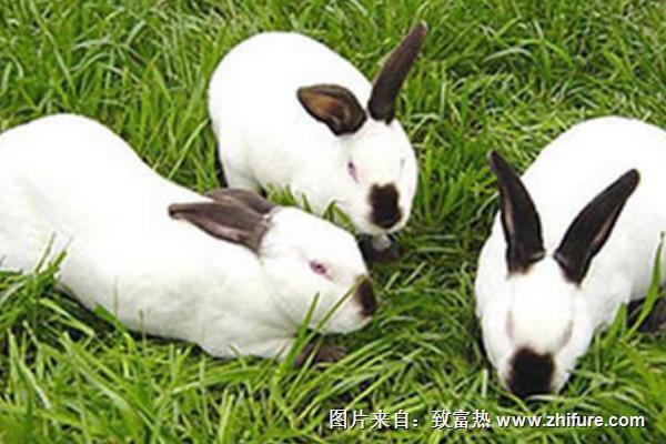 2018養(yǎng)肉兔賺錢嗎?肉兔養(yǎng)殖的利潤與投資成本及前景預(yù)測