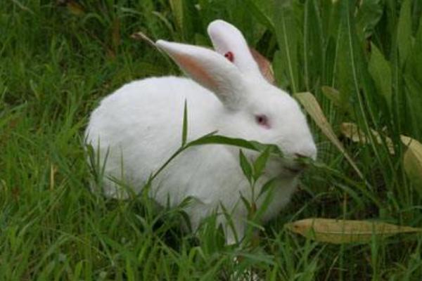 2018養肉兔賺錢嗎?肉兔養殖的利潤與投資成本及前景預測