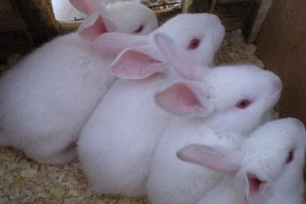 2018養肉兔賺錢嗎?肉兔養殖的利潤與投資成本及前景預測