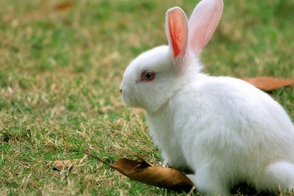 2018養肉兔賺錢嗎?肉兔養殖的利潤與投資成本及前景預測