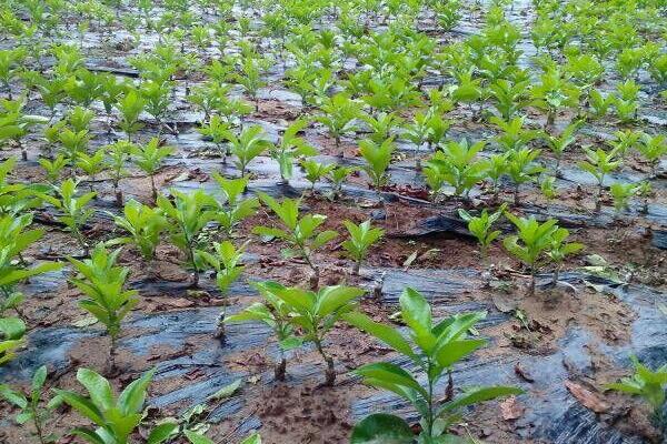 柚子栽培技術(shù)