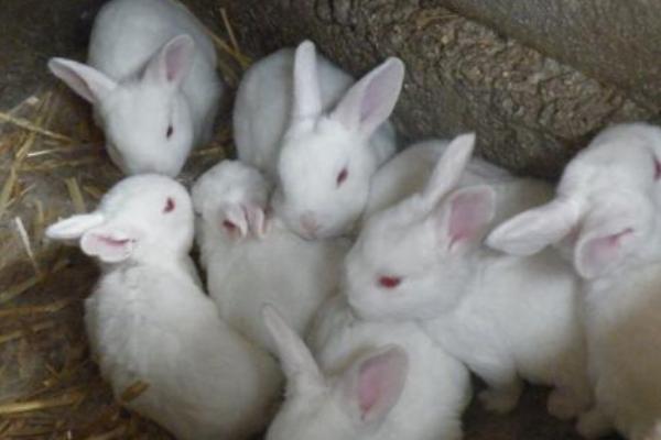2018養肉兔賺錢嗎?肉兔養殖的利潤與投資成本及前景預測
