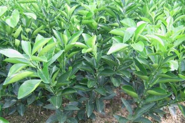 柚子栽培技術(shù)