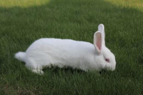 2018養肉兔賺錢嗎?肉兔養殖的利潤與投資成本及前景預測