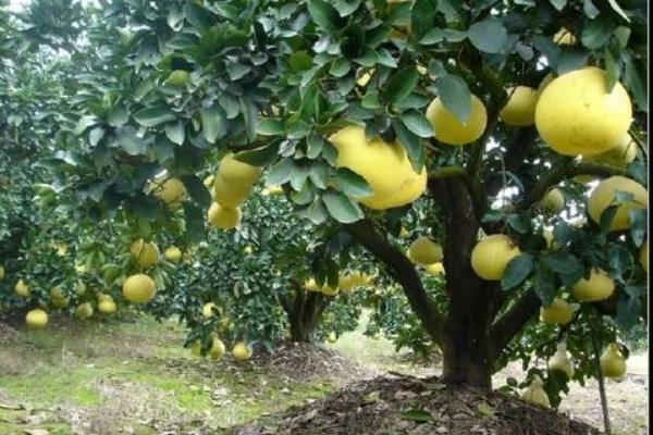 柚子栽培技術(shù)
