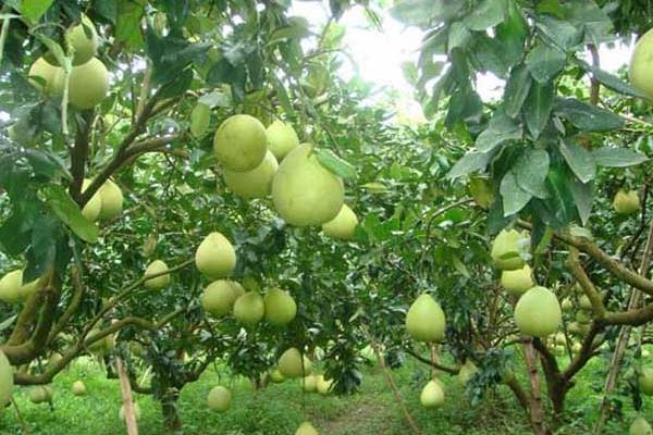 柚子栽培技術(shù)