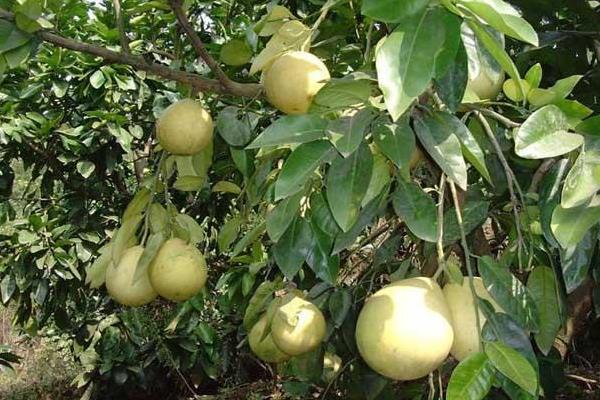 柚子栽培技術(shù)