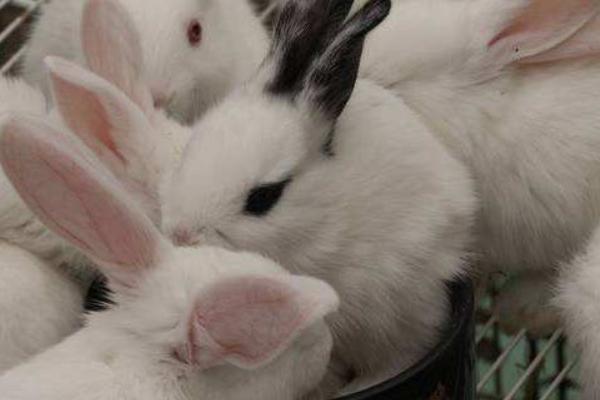 2018養肉兔賺錢嗎?肉兔養殖的利潤與投資成本及前景預測