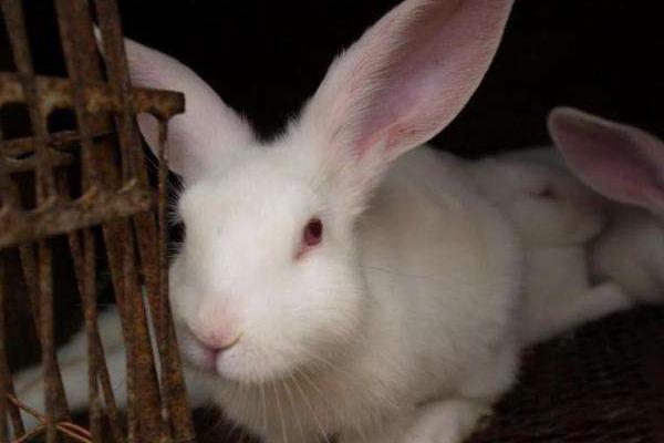 2018養肉兔賺錢嗎?肉兔養殖的利潤與投資成本及前景預測