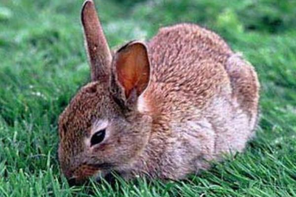 2018養肉兔賺錢嗎?肉兔養殖的利潤與投資成本及前景預測