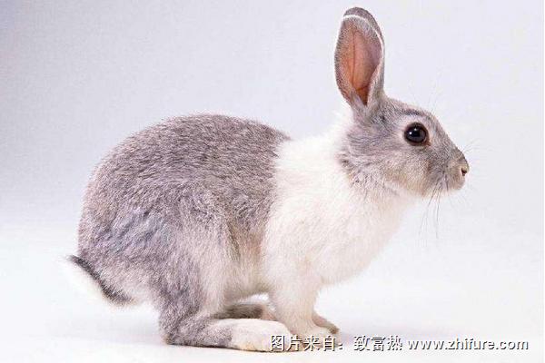 2018養獺兔賺錢嗎？獺兔養殖的利潤與投資成本及前景預測