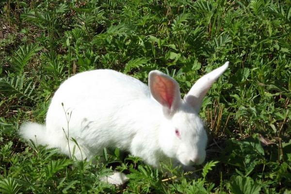 2018養獺兔賺錢嗎?獺兔養殖的利潤與投資成本及前景預測