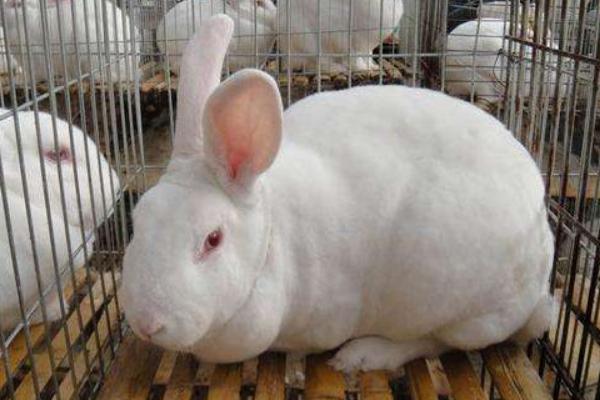 2018養獺兔賺錢嗎?獺兔養殖的利潤與投資成本及前景預測