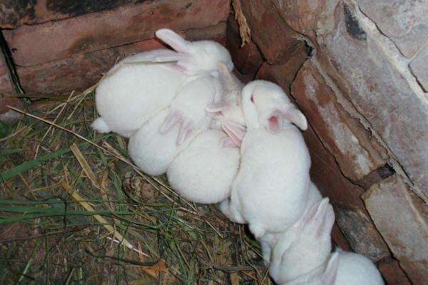 2018養獺兔賺錢嗎?獺兔養殖的利潤與投資成本及前景預測