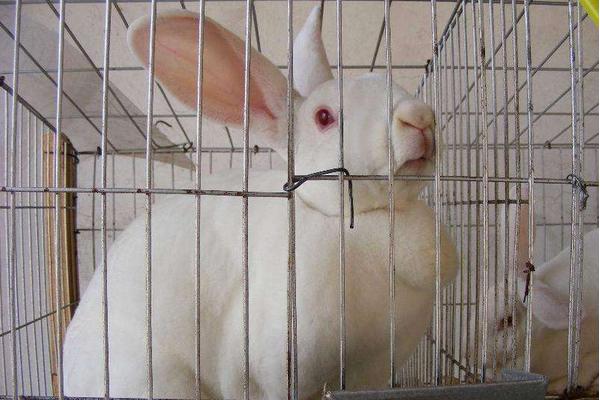 2018養獺兔賺錢嗎?獺兔養殖的利潤與投資成本及前景預測