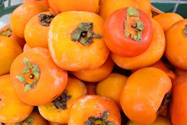 脆柿子功效與作用及禁忌