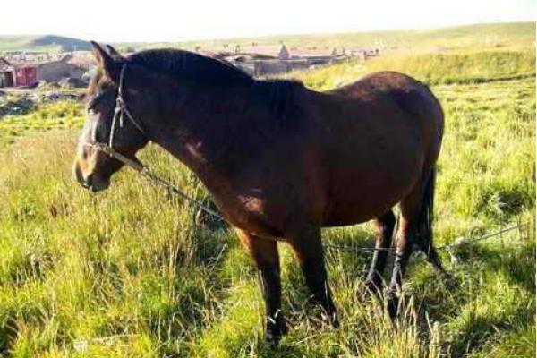 2018養馬賺錢嗎?養馬的利潤與投資成本及前景預測