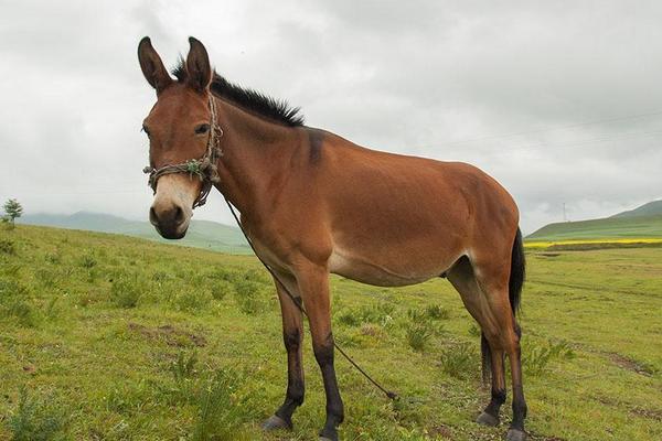 2018養馬賺錢嗎?養馬的利潤與投資成本及前景預測