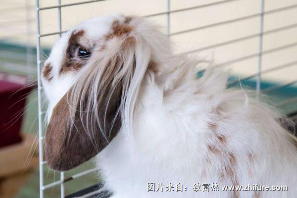 2018養長毛兔賺錢嗎？長毛兔養殖的利潤與投資成本及前景預測