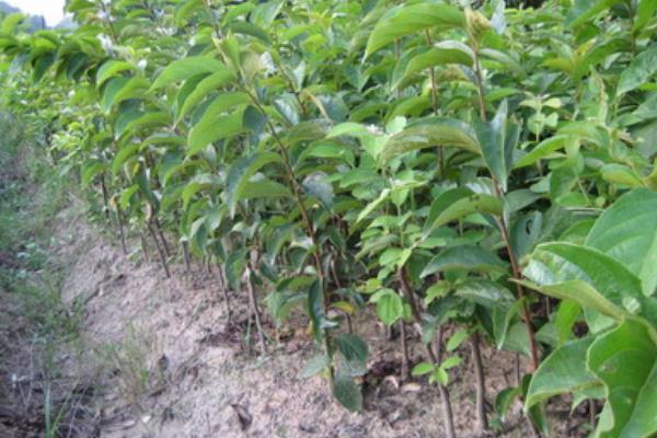 柿子樹(shù)苗價(jià)格多少錢(qián)一棵