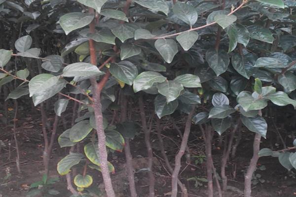 柿子樹(shù)苗價(jià)格多少錢(qián)一棵