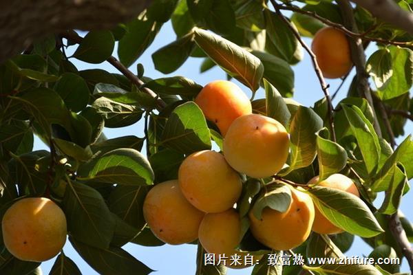 柿子樹苗價(jià)格多少錢一棵