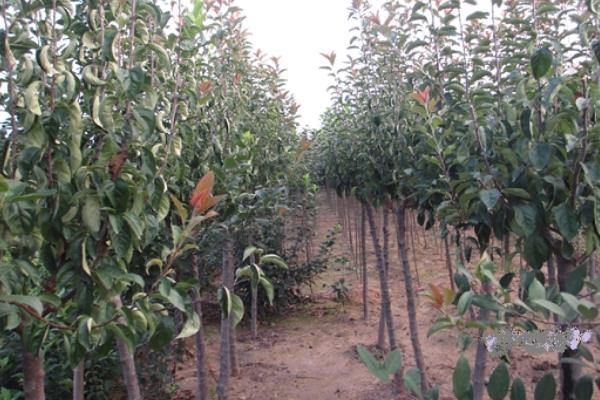 柿子樹(shù)苗價(jià)格多少錢(qián)一棵