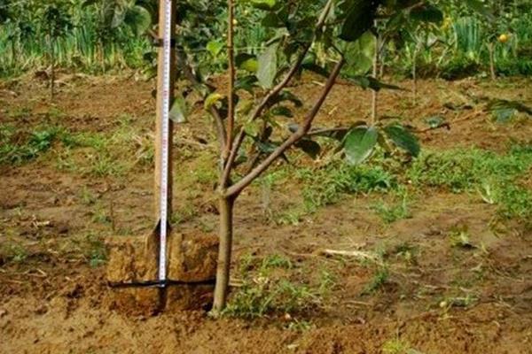 柿子樹(shù)苗價(jià)格多少錢(qián)一棵