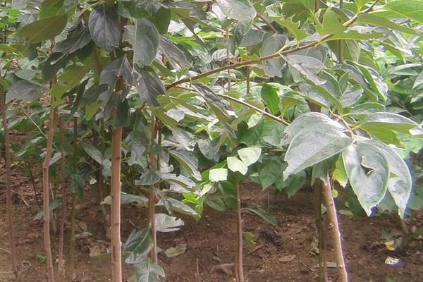 柿子樹(shù)苗價(jià)格多少錢(qián)一棵